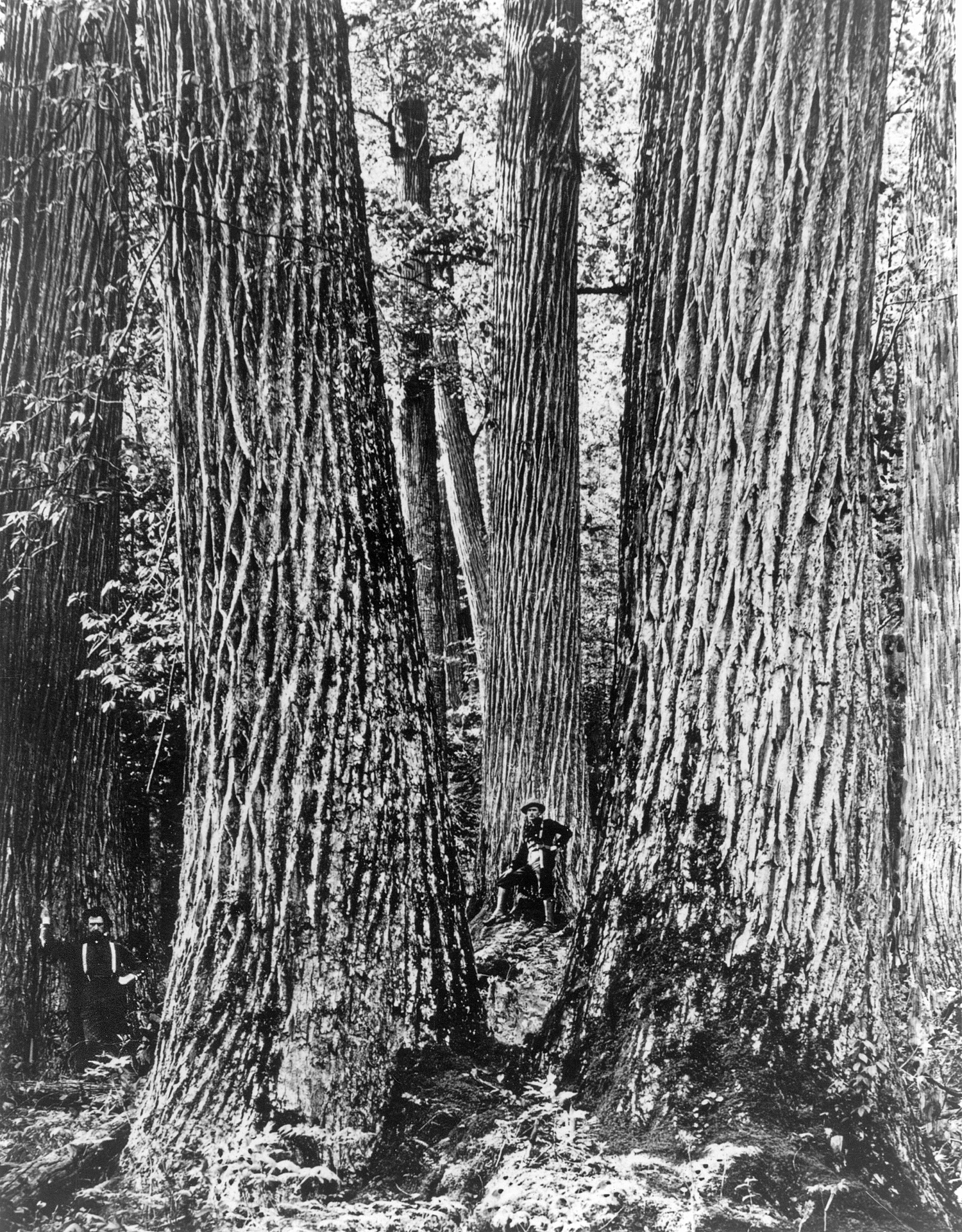 Chestnut Giants in the Great Smoky Mountains Chestnut Giants, Great Smoky Mountains, Western North Carolina. c.1910. Courtesy of Forest History Society