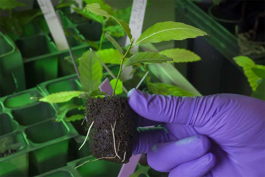 american-chestnut-research American chestnut research