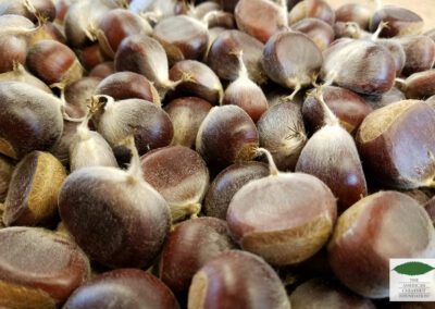 American chestnuts are hairy and smaller, yet sweeter than European and Asian varieties
