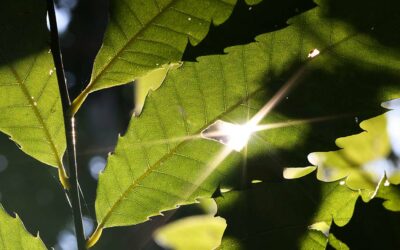 2024 Photo Contest