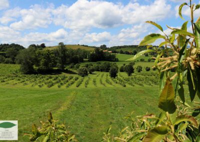 An orchard of small hybrid trees with larger tree in the foreground at Meadowview Research Farms