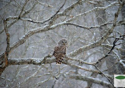 Barred owl on American chestnut hybrid in TN