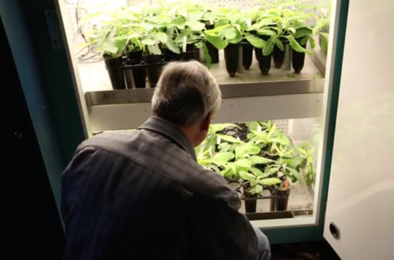 Bill Powell and seedlings in lab_Alliance for Science Amy Methent - Bio Control