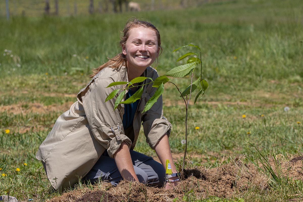 cassie-stark-meadowview-planting-3 Mature chestnut trees at TACF's Meadowview Research Farms