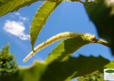 Catkin on a hybrid American chestnut