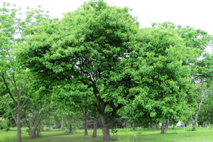 CC_Chestnut Cultivars wood arranged by RGD average