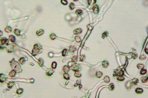 CCweb_controlled pollinations wood arranged by RGD average