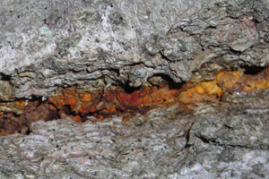 CCweb_cruddy bark wood arranged by RGD average