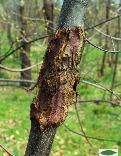 Chestnut blight