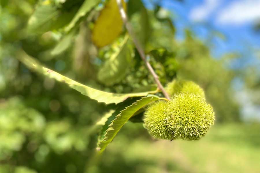 Chestnut bur