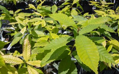 Press Release: TACF Supports Ohio’s New Seedling Nursery