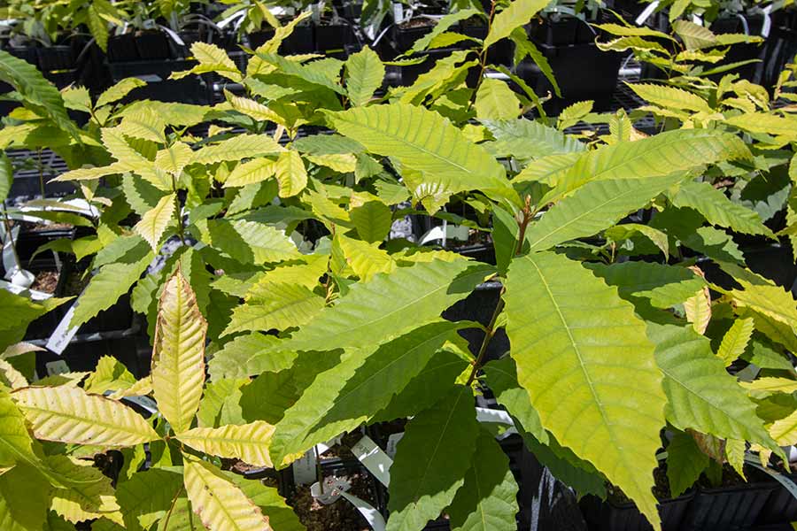 Press Release: TACF Supports Ohio’s New Seedling Nursery Featured Image