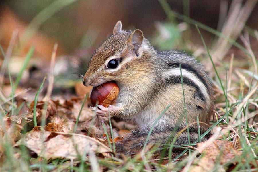 Chipmunk-with-american-chestnut Chipmunk with American chestnut. Photo by Michelle Casson