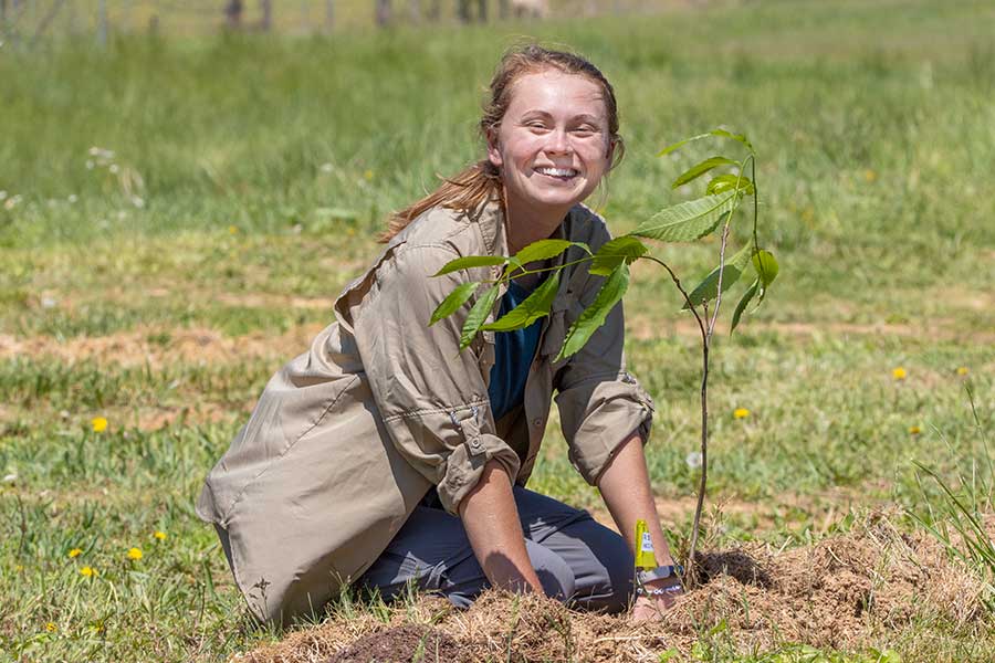 forest-restoration forest restoration