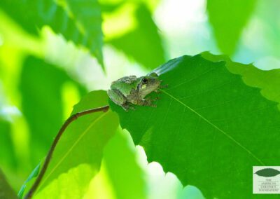 Gray Tree Frog in Chestnut Tree