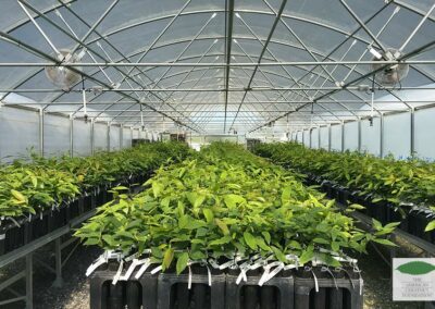 Greenhouse full of seedlings at Meadowview Research Farms