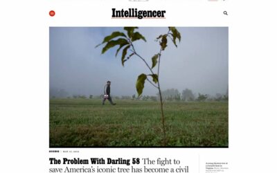 The Problem With Darling 58: the fight to save America’s iconic tree