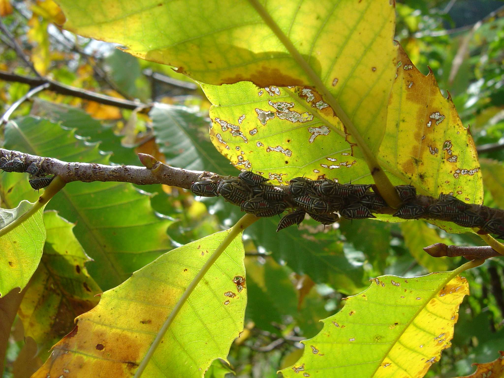 leafhoppers2_sugarloaf_ orig Amy Methent - Bio Control