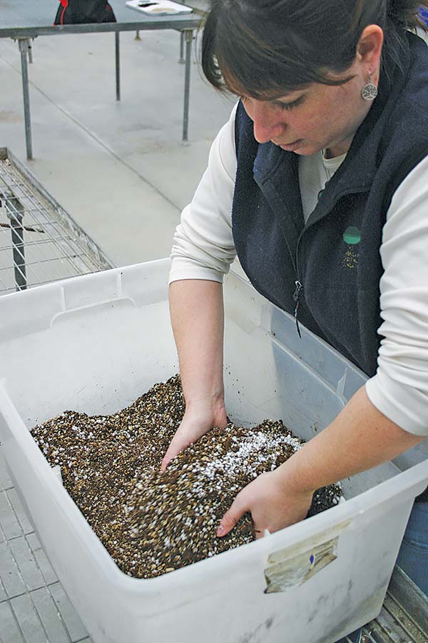 Mixing the soilless planting mix with water