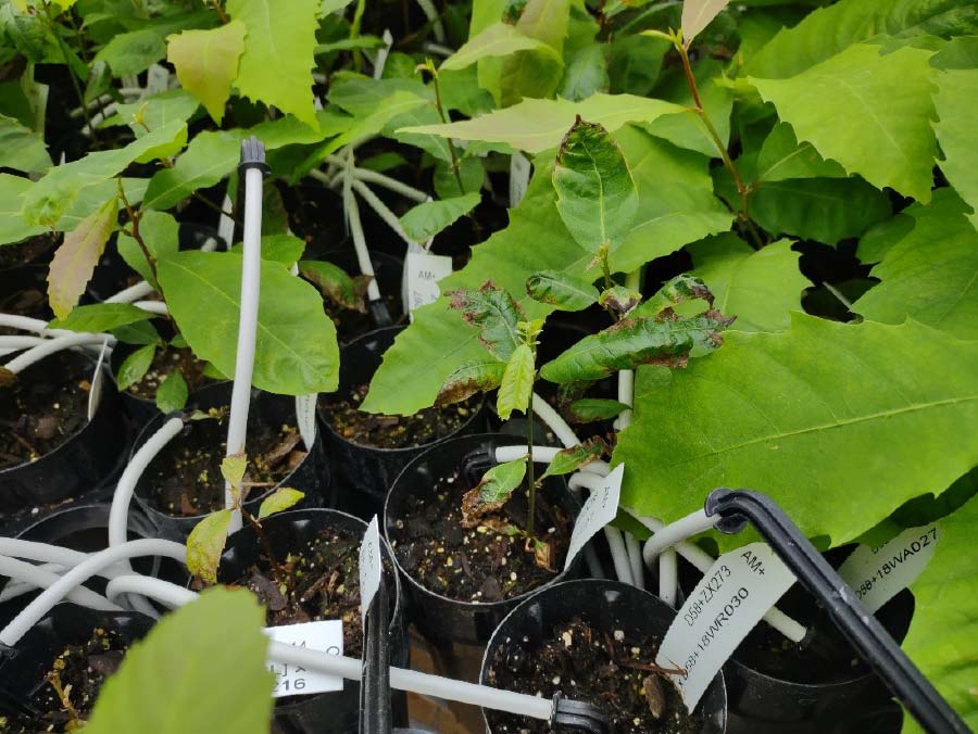 NY-Chapter-OxO+-seedlings-manifest-leaf-injury