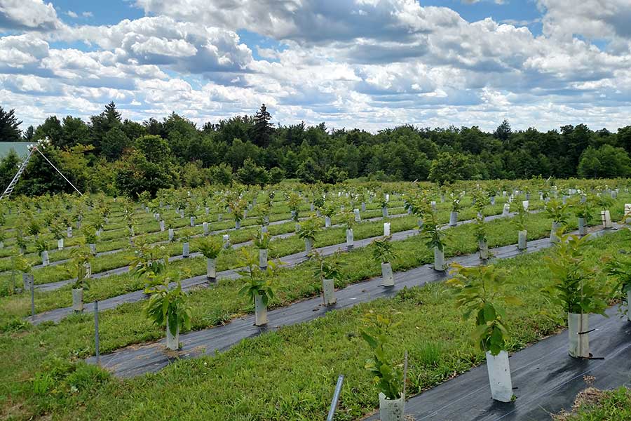 American chestnut orchard with landscape fabric, Ashefield, Hawley MA