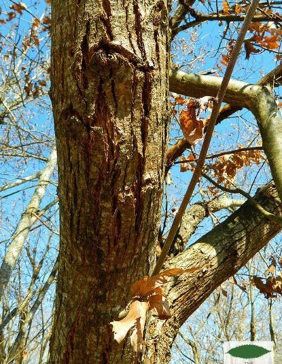 Canker and blight