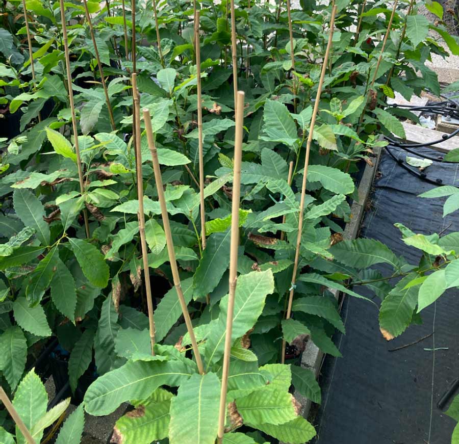 Purdue-2021-OxO--seedlings-b
