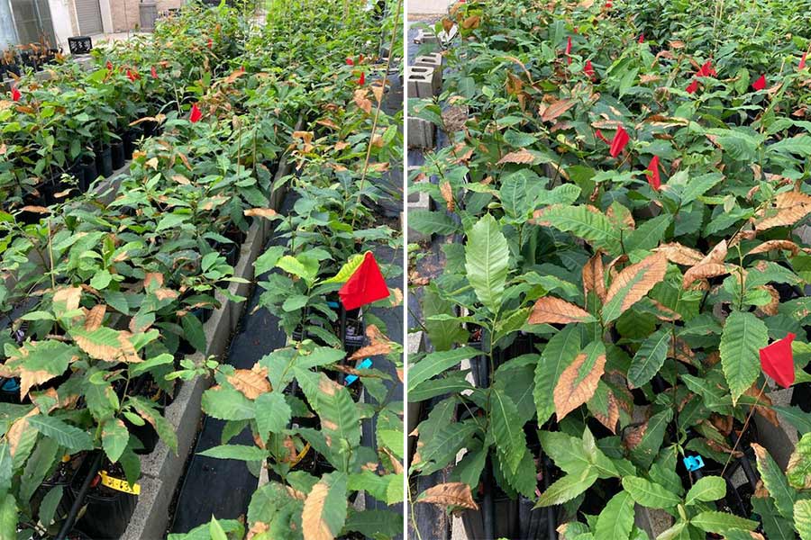purdue-oxo-positive-seedlings