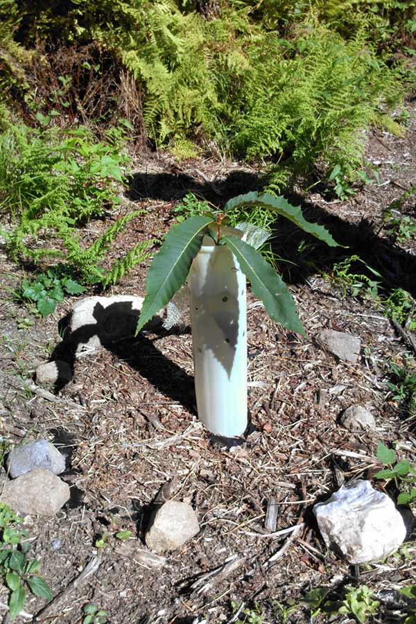 American chestnut seedling in a vented plastic tree shelter