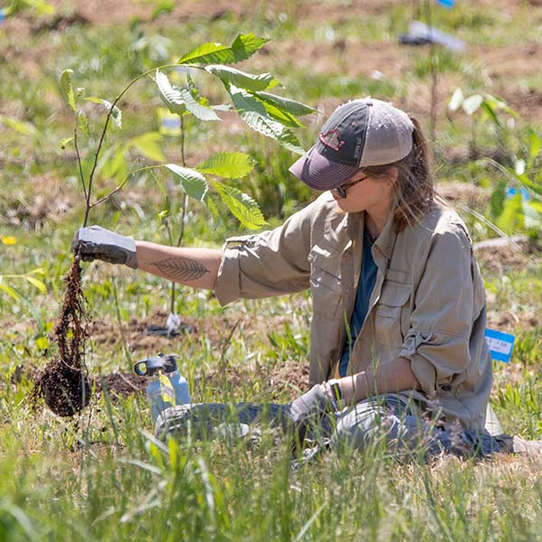 planting American chestnut seedlings in the ground