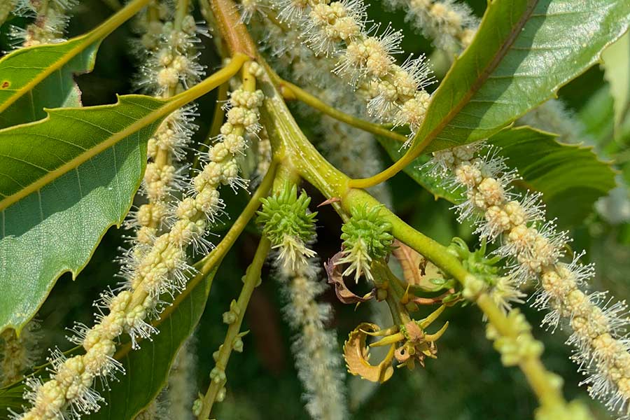 Teamwork by Kentucky Chapter and its Partners Leads to Successful Pollinations Featured Image