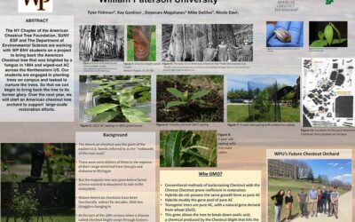 Restoring endangered Chestnuts trees at William Paterson University — Tyler Fishman