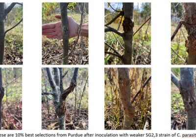 Variable resistance in Darling 58 progeny at Purdue University, IN