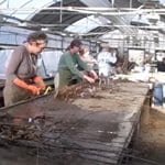 WEB-CC-Restoration Plantings Amy Methent - Bio Control
