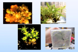 WEB-micropropagation Amy Methent - Bio Control