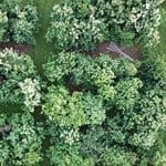 WEB thumbnail-drone over orchard Amy Methent - Bio Control