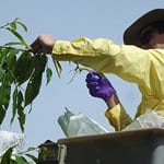 WEB thumbnail-ESF Chestnut Chat Amy Methent - Bio Control