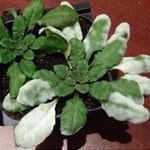 WEB thumbnail - Plant Pathology Amy Methent - Bio Control