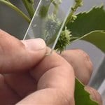 WEB thumbnail-pollination workshop Amy Methent - Bio Control