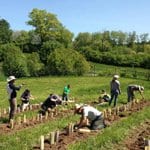 WEB thumbnail_volunteers planting Amy Methent - Bio Control