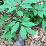 WEB-wild American chestnut seedling Amy Methent - Bio Control