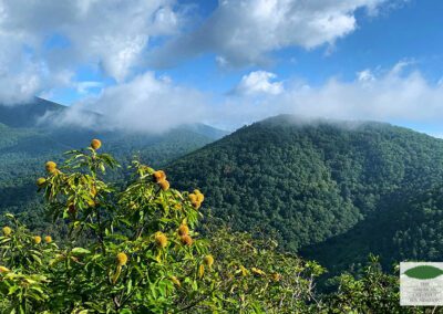 Wild American chestnut in the Blue Ridge Mountains of NC