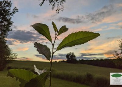 Wild American chestnut seedling in NY