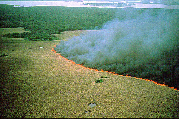 WT fire 1 PC: Burke Museum, Univ. Washington