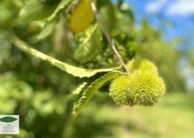 young green chestnut burs