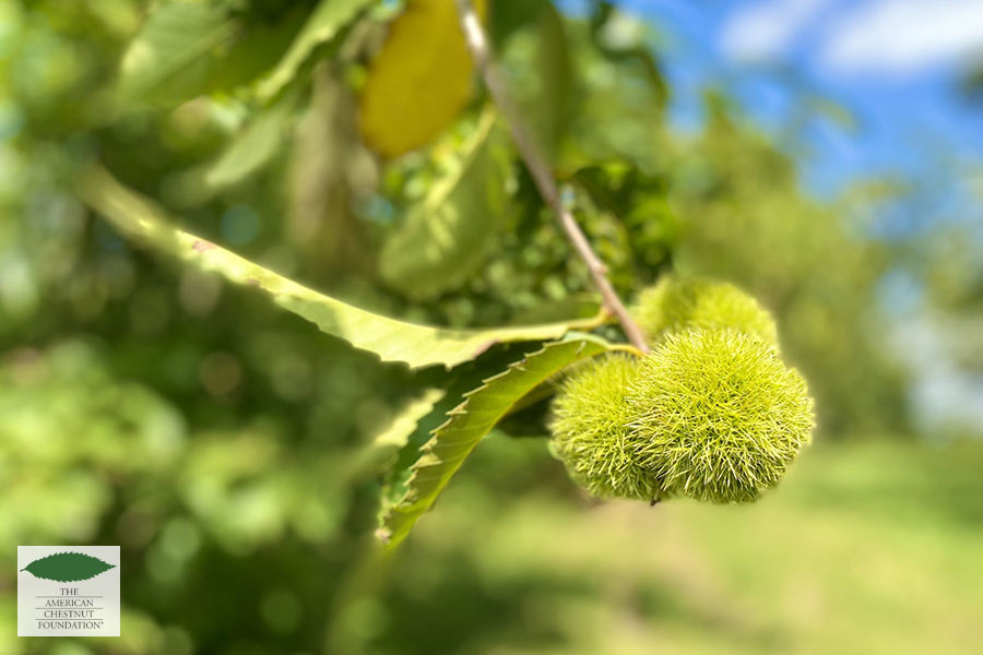 Young green burs at Meadowview Research Farms young green chestnut burs