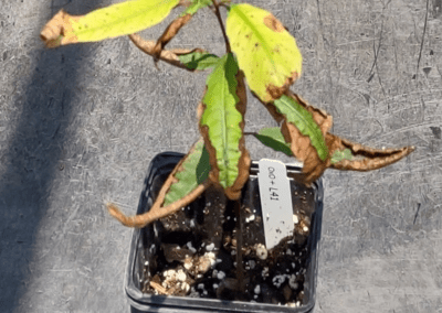Leaf scorch injury was observed on average at 8.4X greater intensity on OxO positive than on OxO negative seedlings and Leaf curl injury was 4.1X greater. Meadowview Research Farms, VA 2021