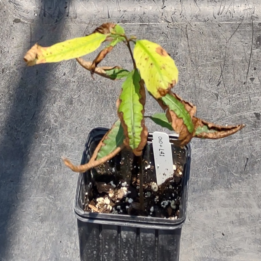 Characteristic-suite-of-symptoms-on-an-OxO+-seedling-b