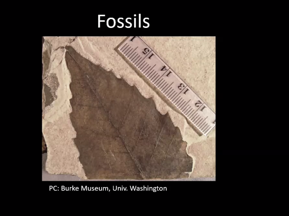 chesnut fossil PC: Burke Museum, Univ. Washington