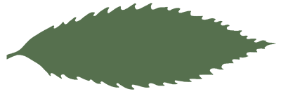 TACF-leaf-green-400 TACF leaf